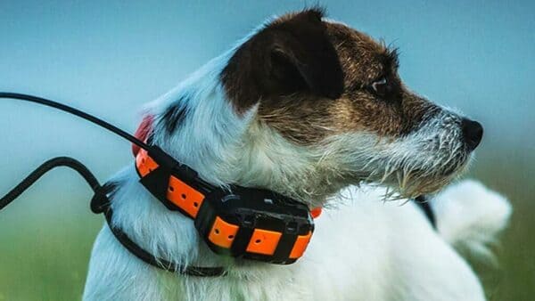 Cual es el mejor GPS Garmin para perros