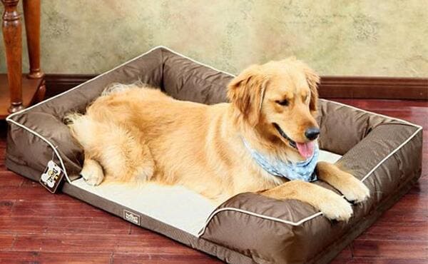 camas ortopédicas para perros con displasia