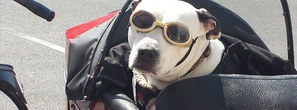 transportín para llevar perro en moto